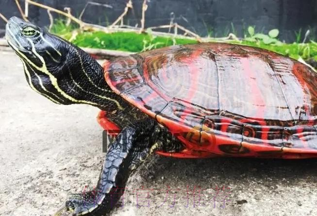 皇馬唔想老鼠「拉」龜